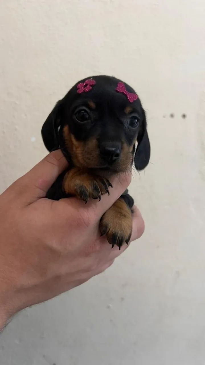 Cachorro Salsicha Teckel Puro