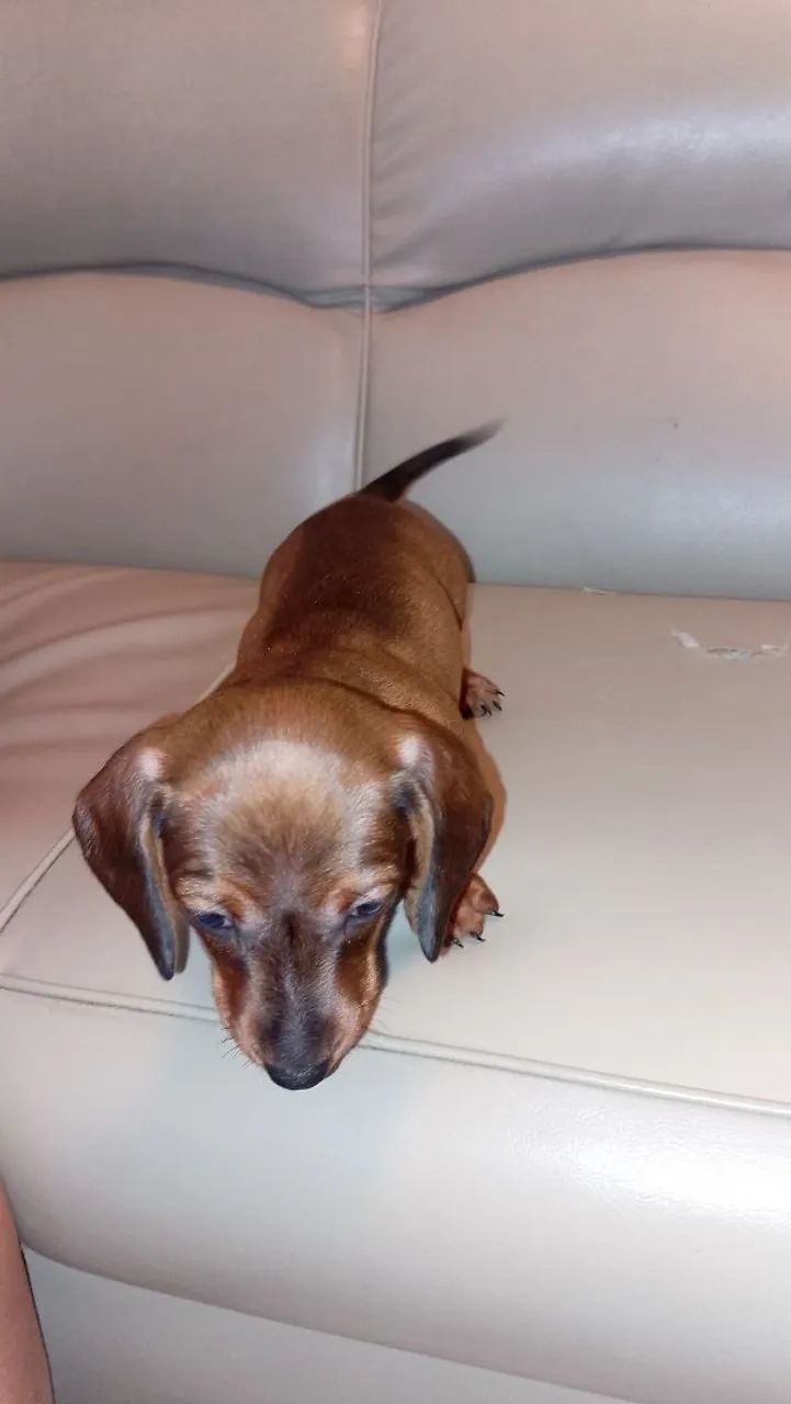 Dachshund pedigree 