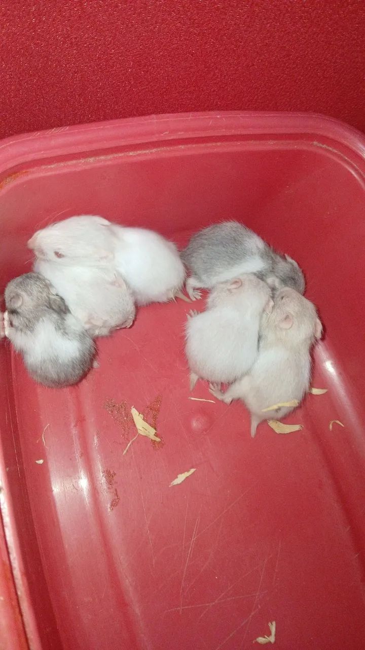 Filhotes de hamster  - Foto 4