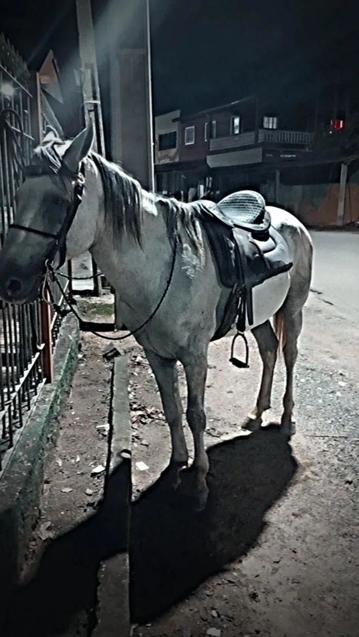 Cavalo tordilho - Foto 3