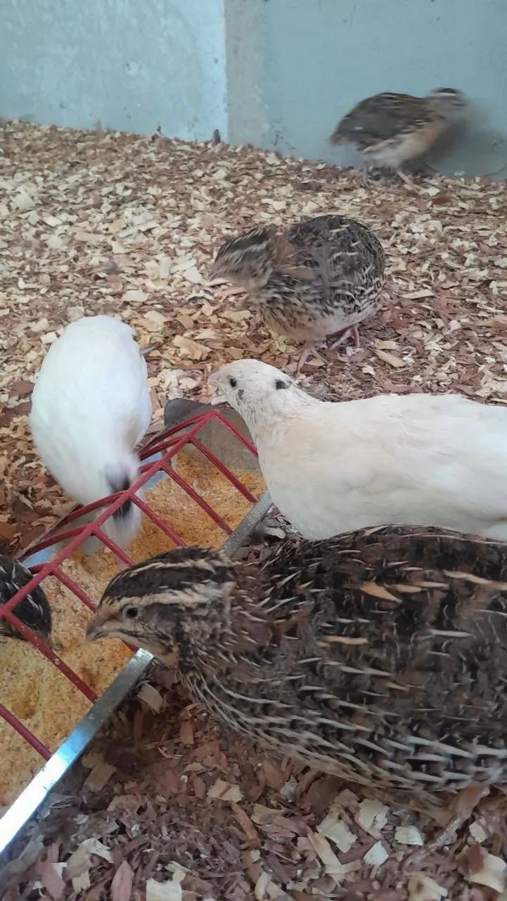 Vendo pintinhos de codornas gigantes,  e japonesa  - Foto 2