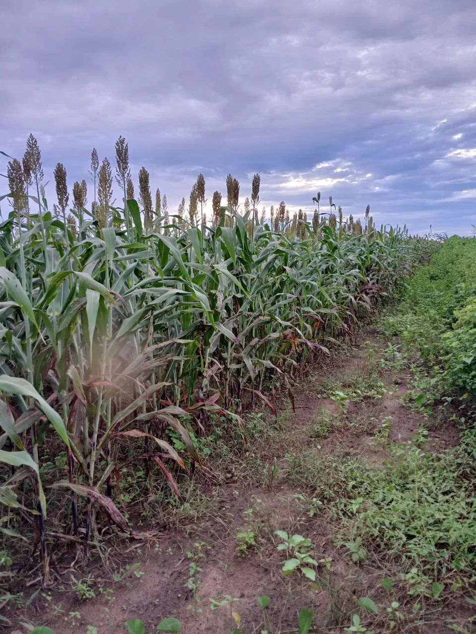 Silagem de sorgo, boa qualidade, colhida com todo cacho.