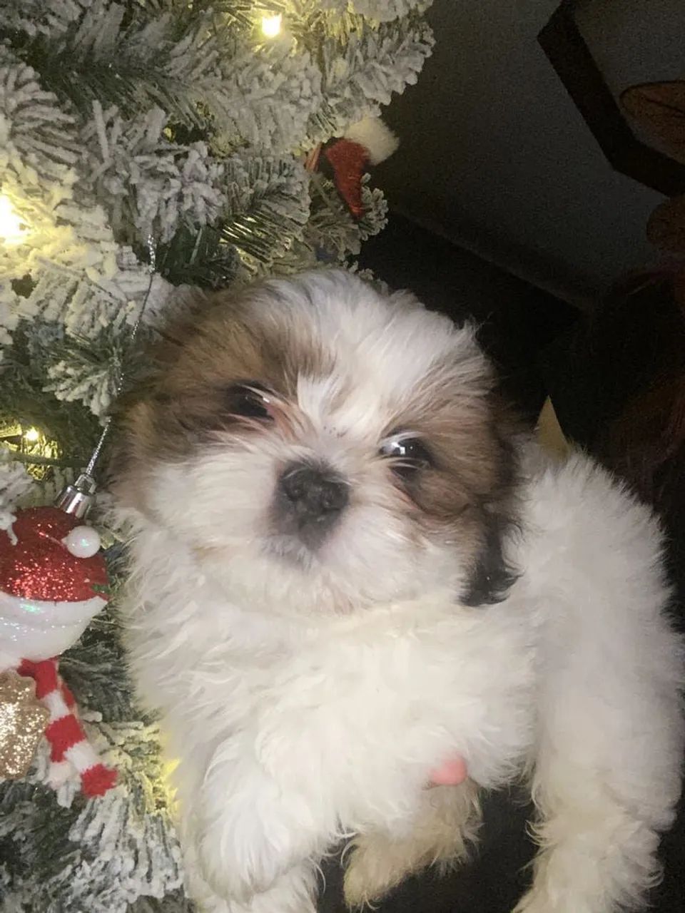 Shih Tzu micro 