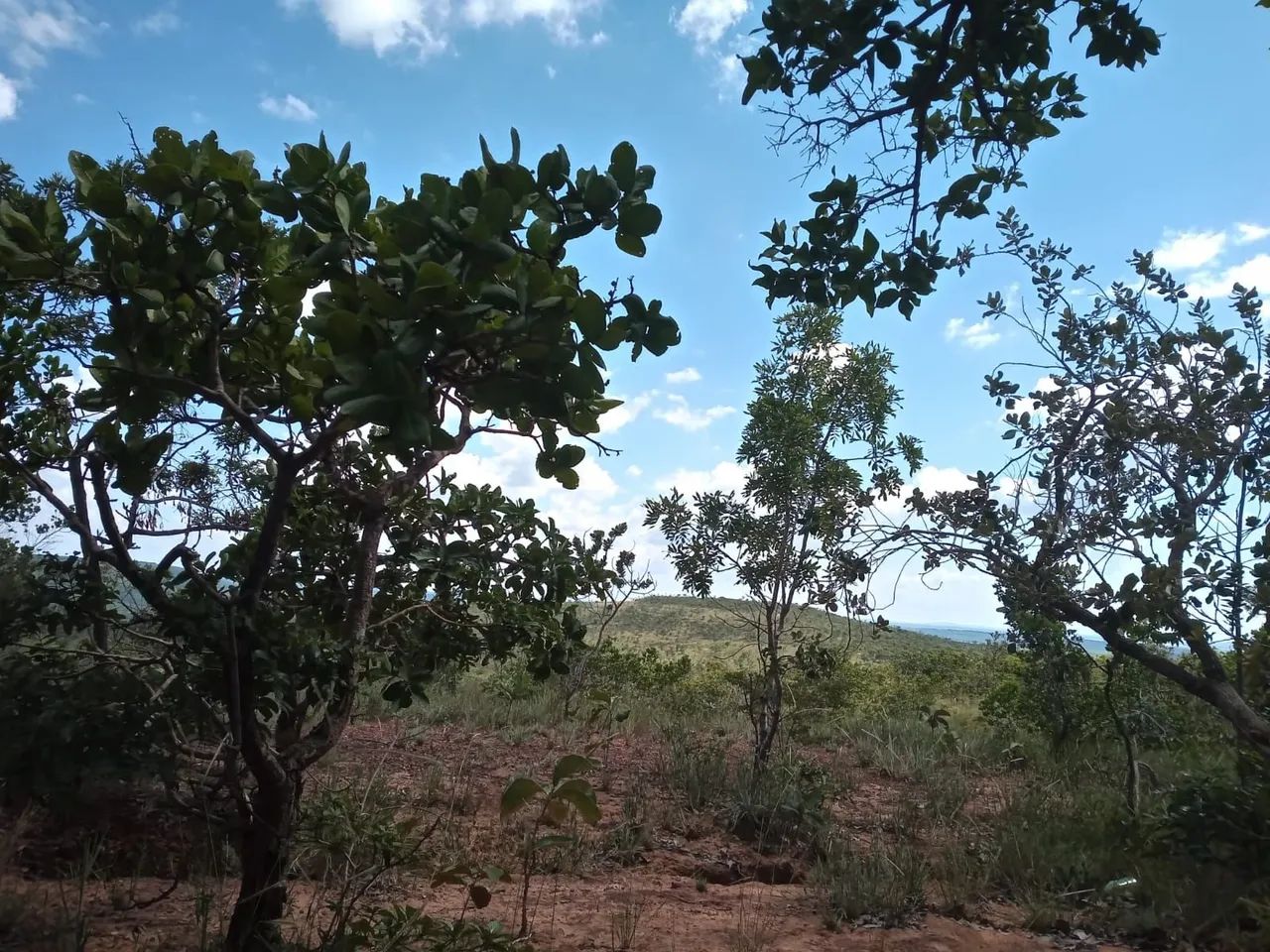 Foto - Contagem - Tropical