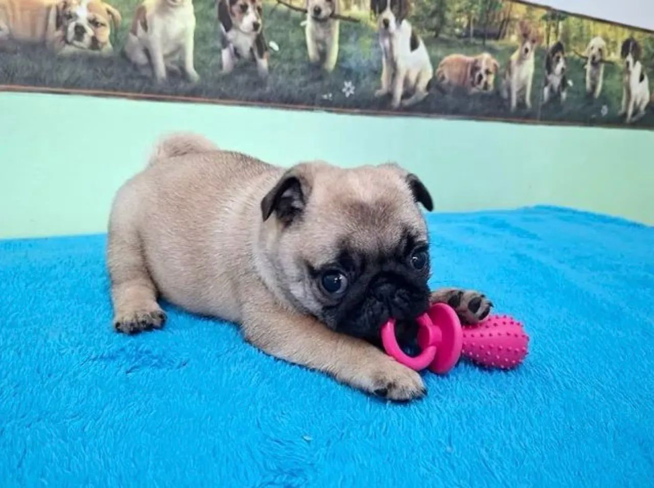 Imperdível último machinho de Pug Mini  - Foto 2
