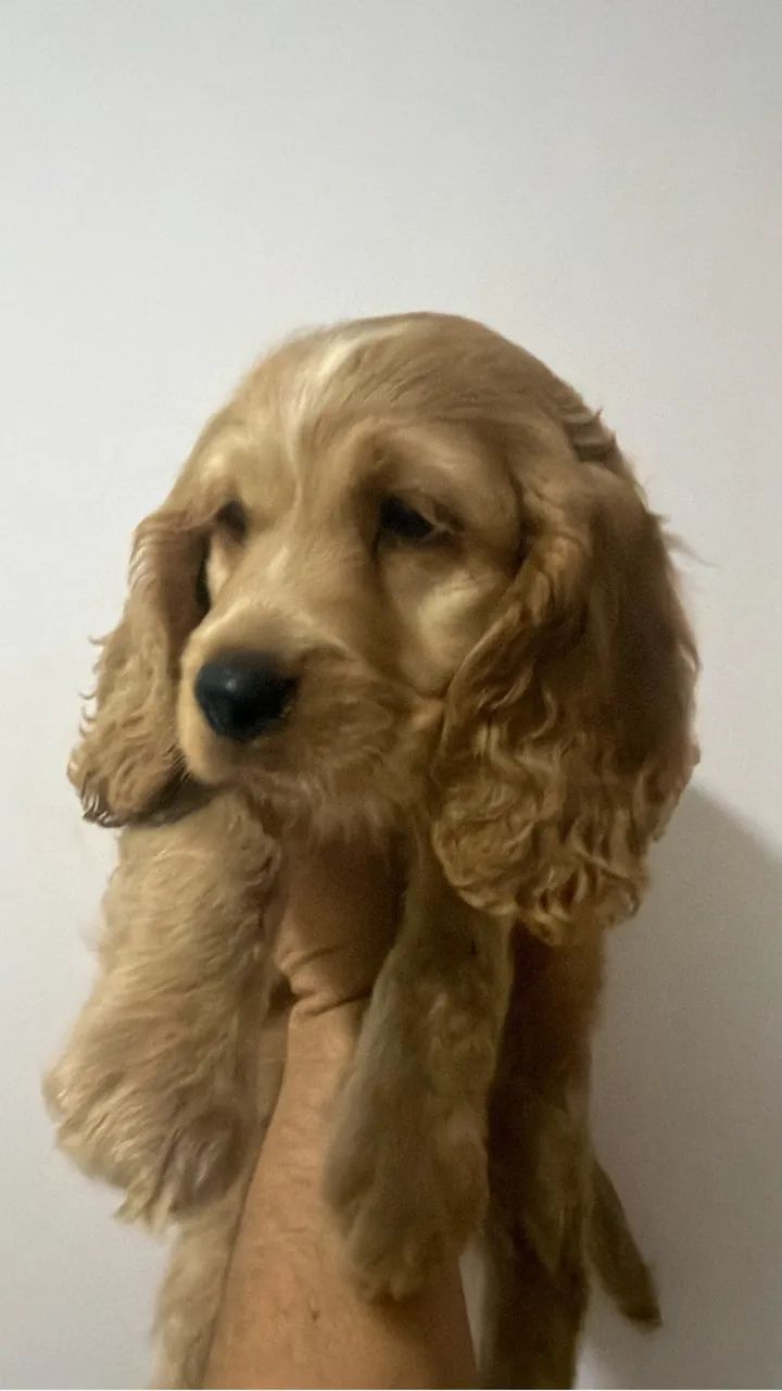 Cocker Macho 
