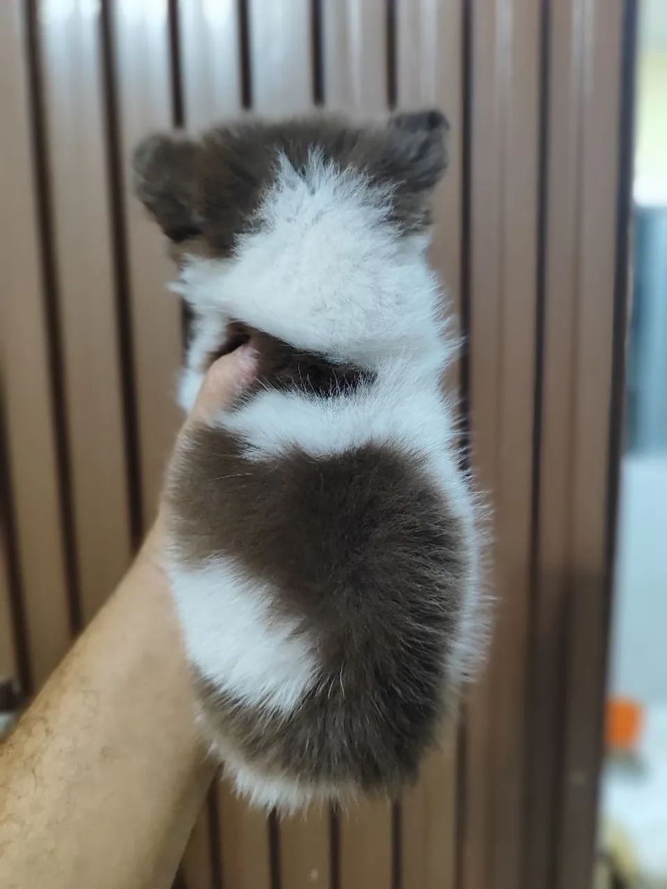 Chihuahua  - Foto 4