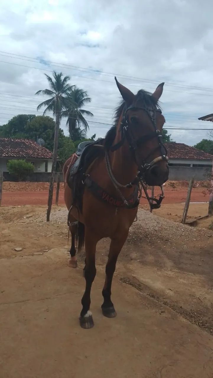 Vendo esse cavalo  - Foto 3