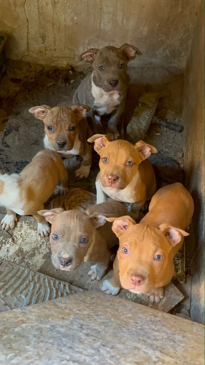 Filhotes de American Bully - Foto 3