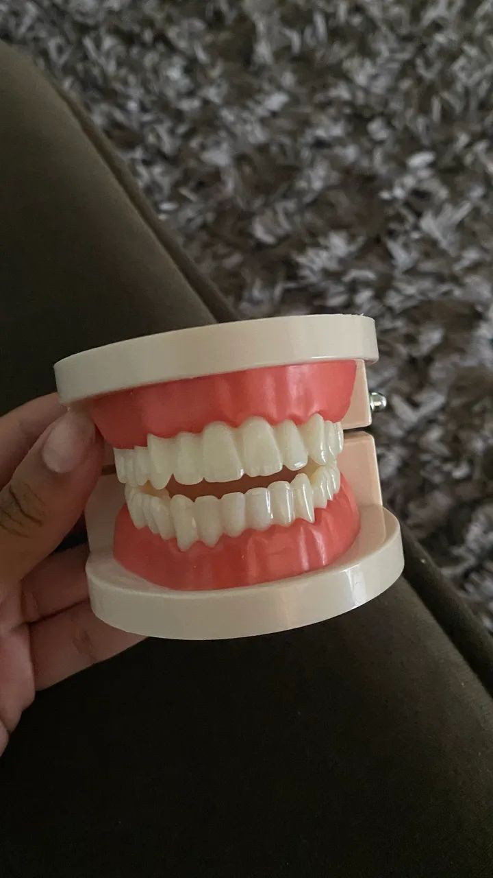 Macromodelo odontológico - manequim  - Foto 2