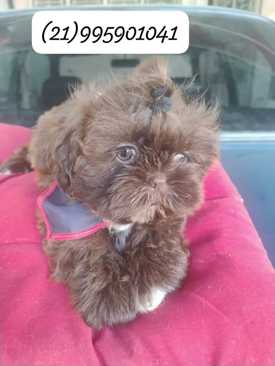 Shih Tzu macho lindíssimo - Foto 2