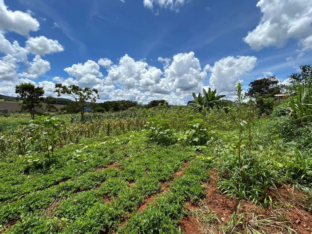 Chácara 2.000m2 com Casa 3/4 em Bonfinópolis-GO - Foto 4