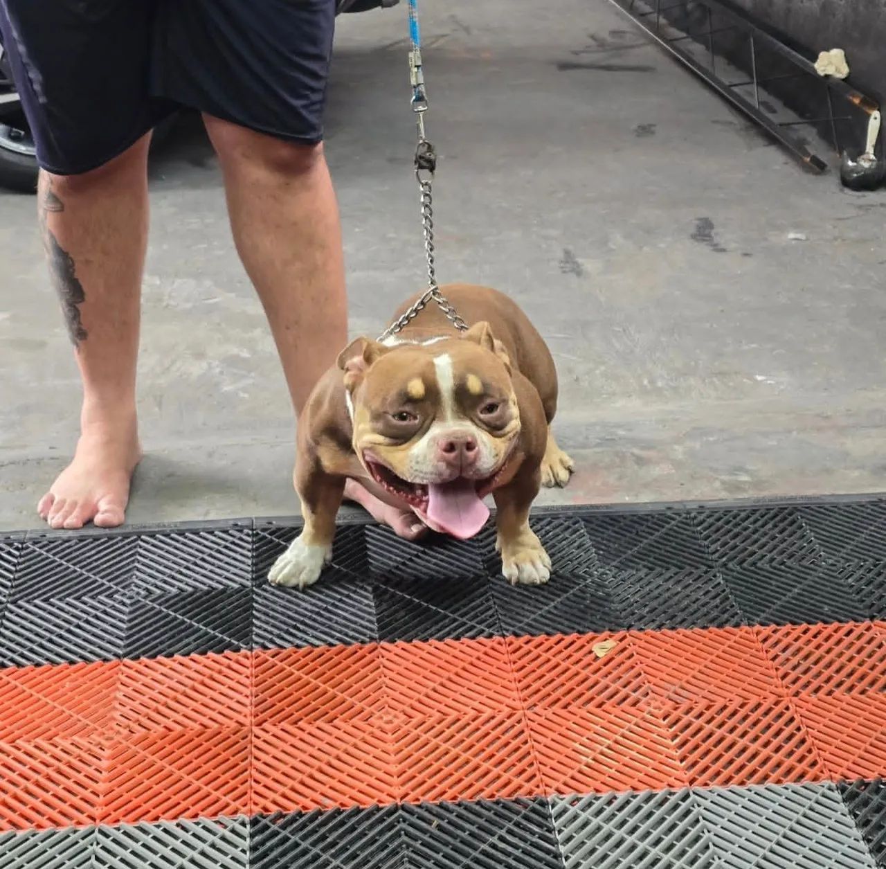 American bully veneno blood line