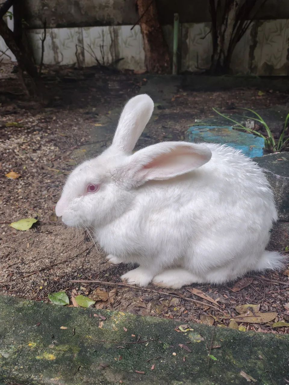 Donation of a Male White Rabbit