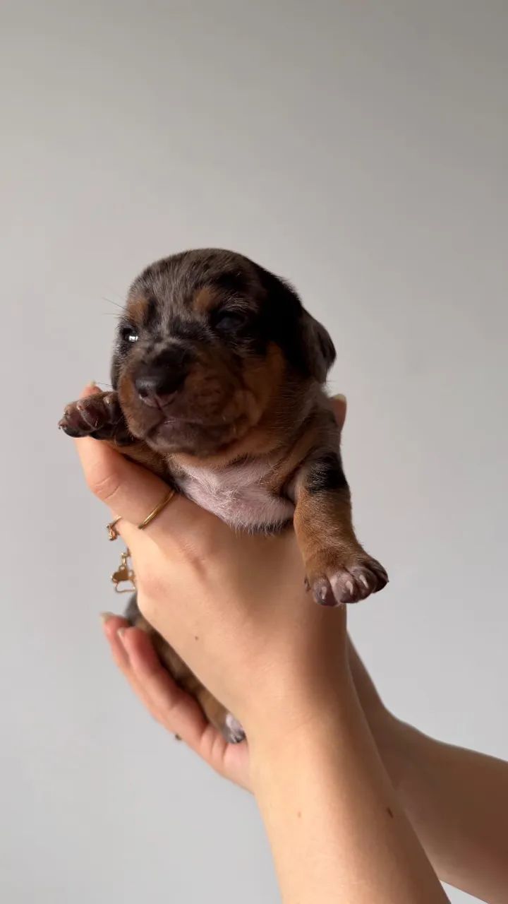 Dachshund Arlequim