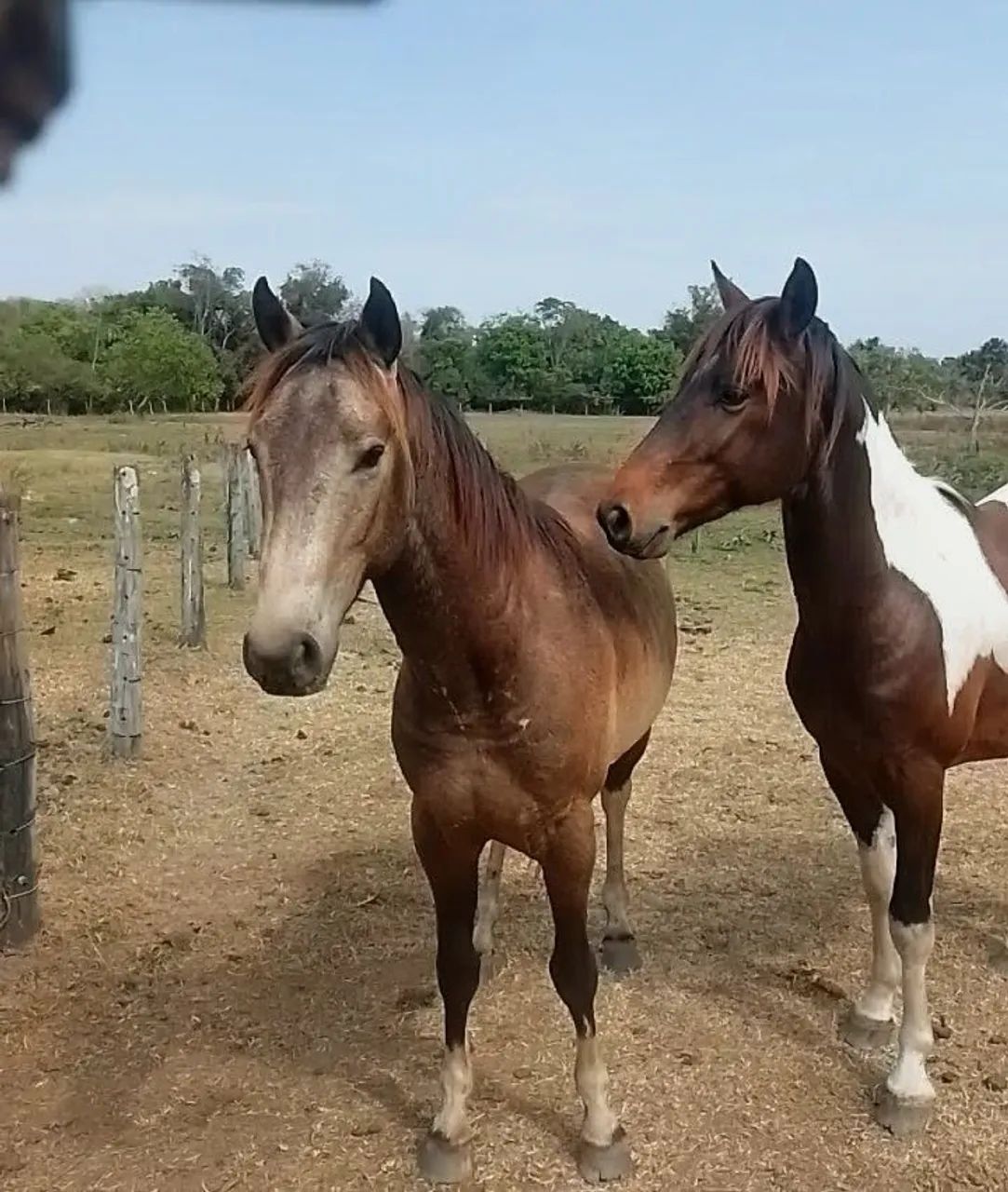 Cavalo  - Foto 2
