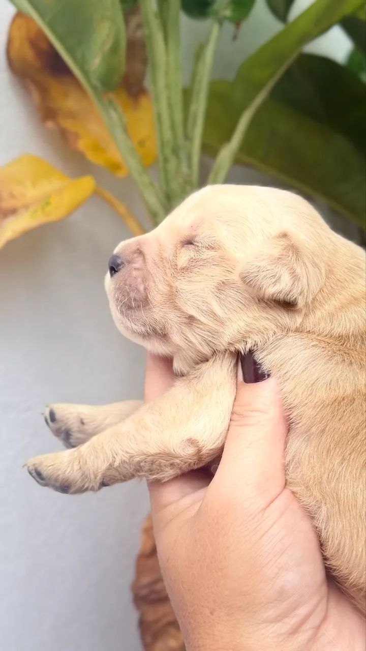 Golden retriever  - Foto 4