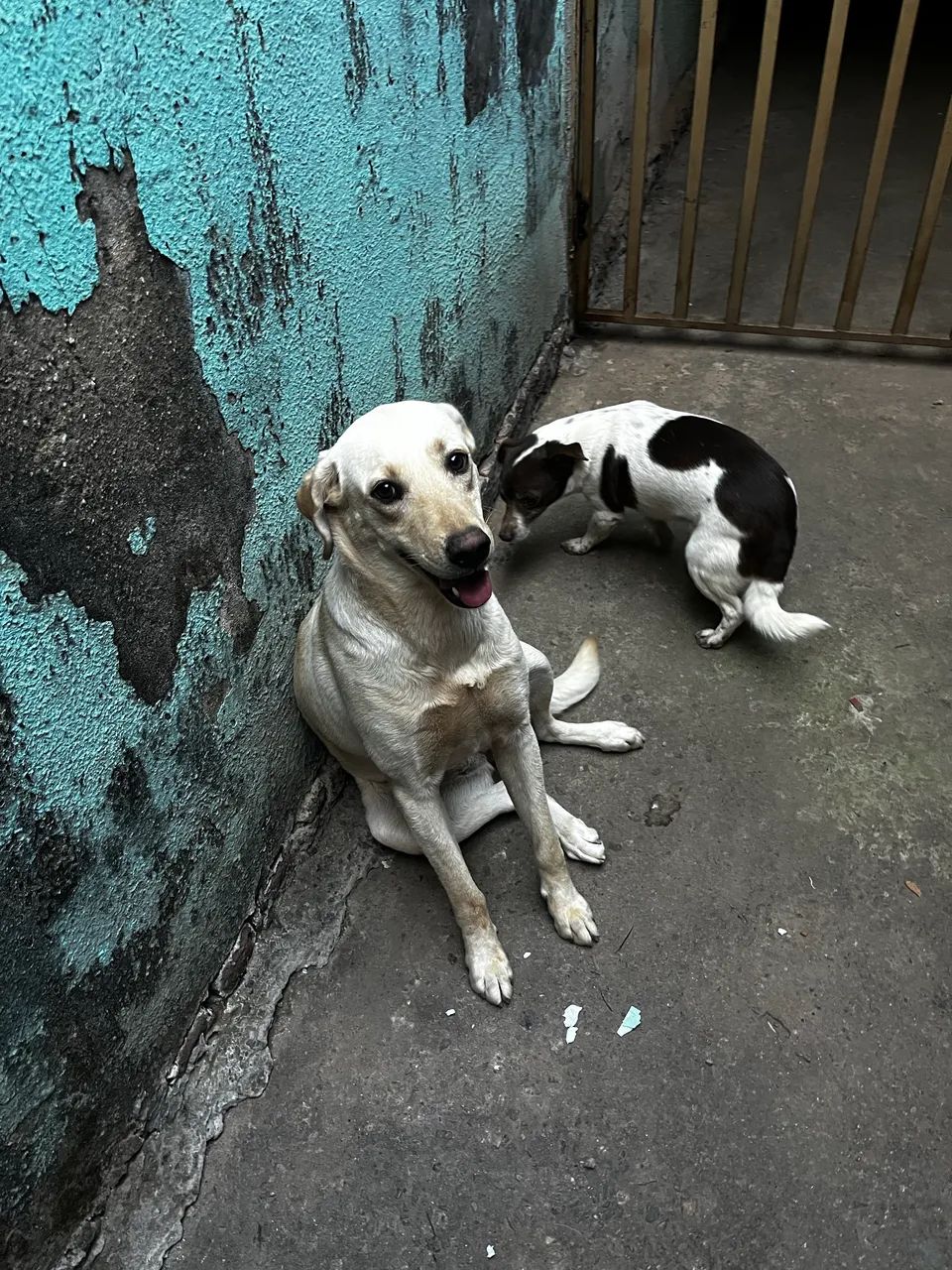Labrador Doação - Foto 2