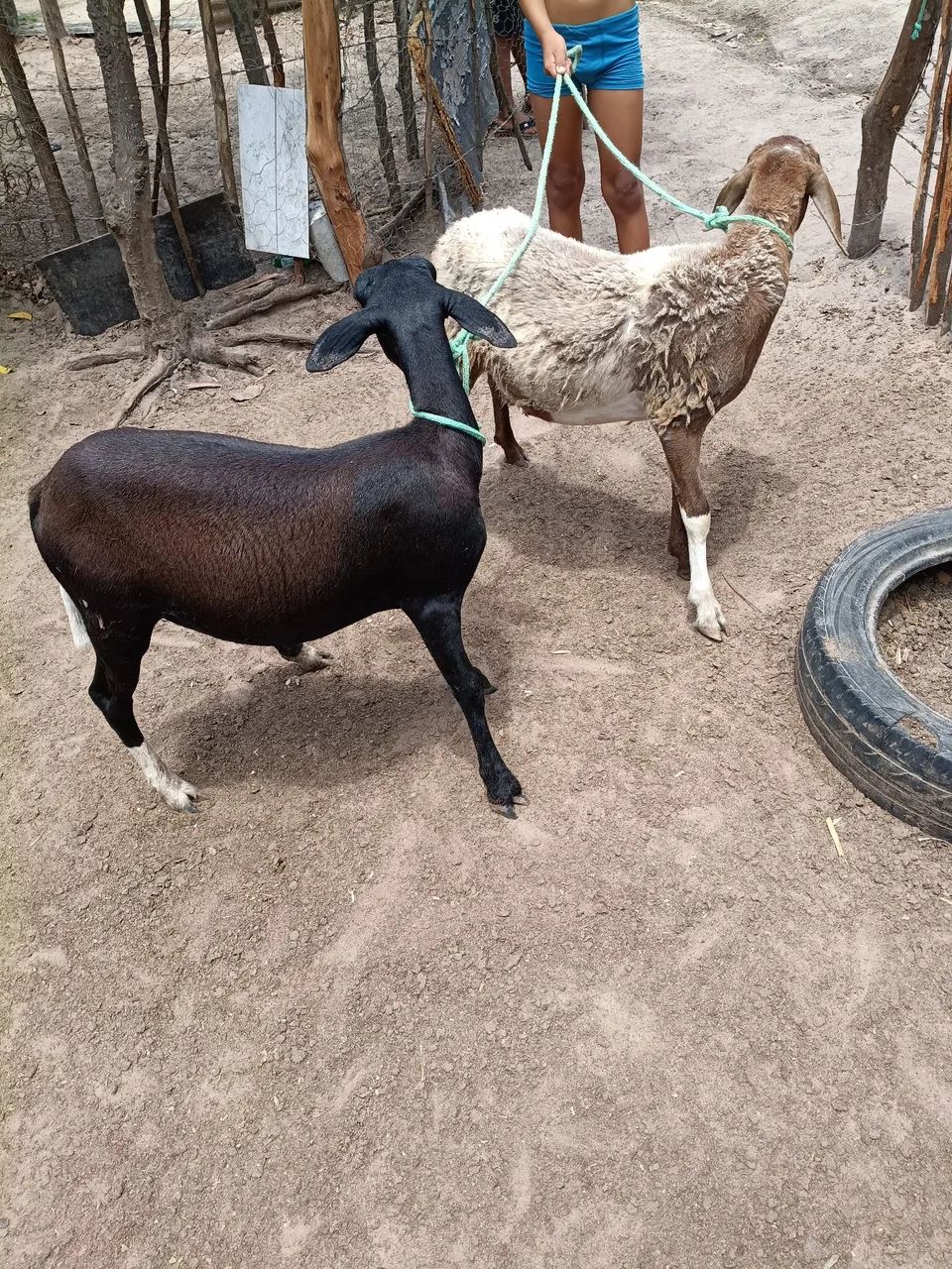 Ovelhas  - Foto 2