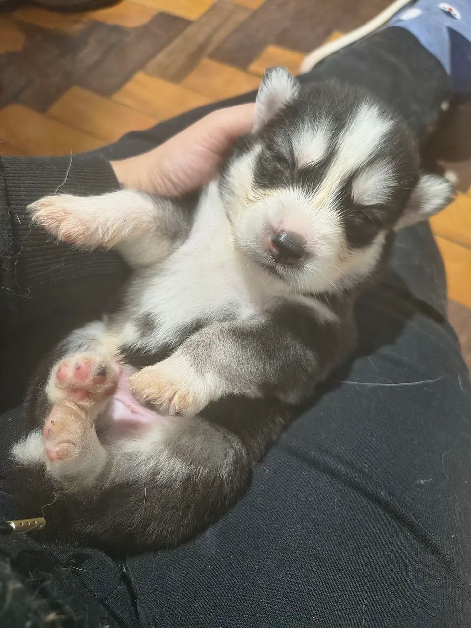 Husky siberiano 