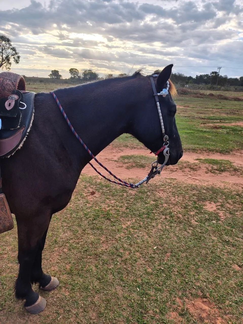 Cavalo Quarto de Milha Castrado  - Foto 4