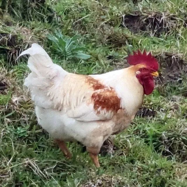 Galinha Caipira Gaúcha - Ovos Verdes e Azuis - Foto 3