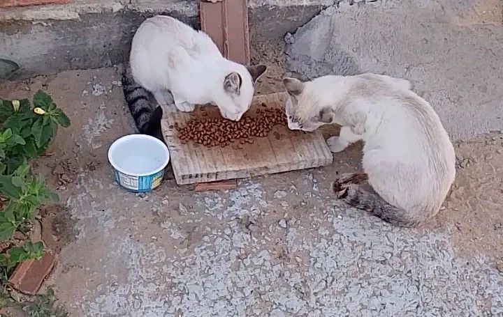 Pets pra adoção  - Foto 2