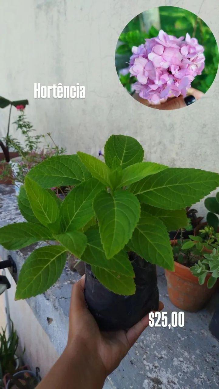 Planta