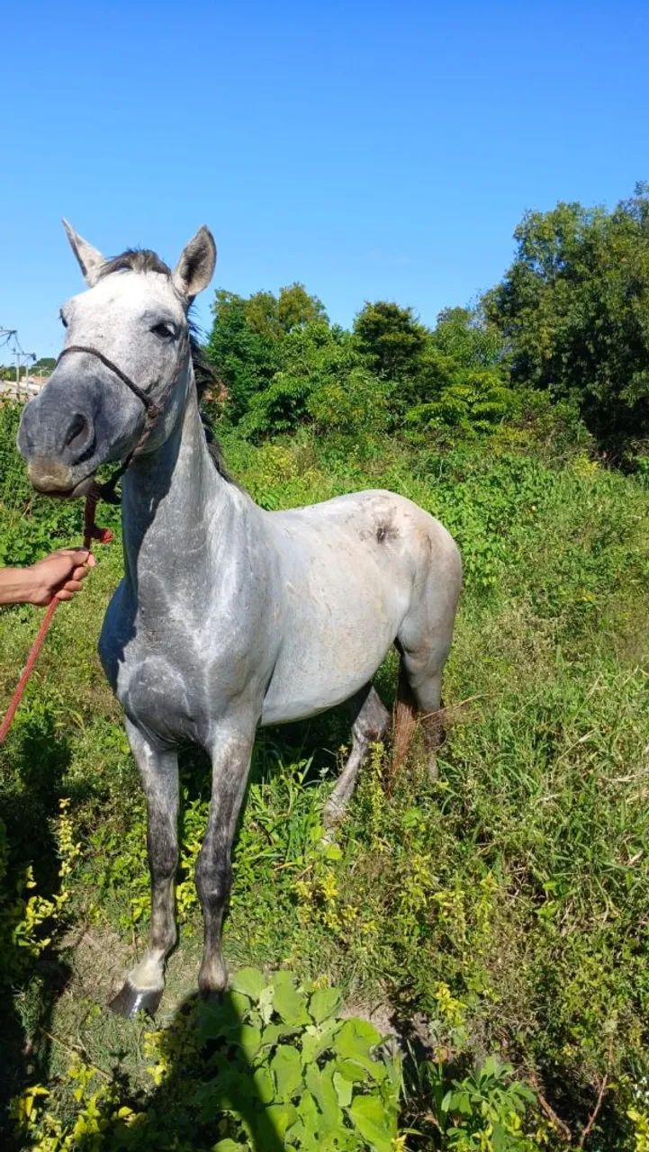 Vendo cavalo, ou troco por égua  - Foto 3