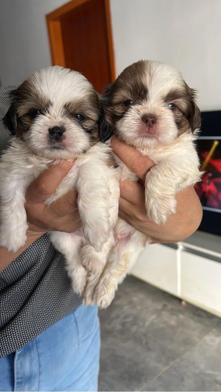 Cachorro  - Foto 2
