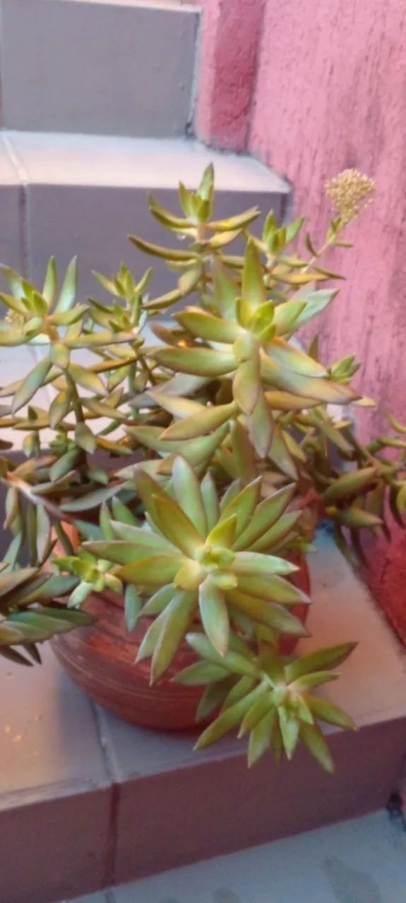 Suculentas bem formadas Ja com flores  - Foto 2