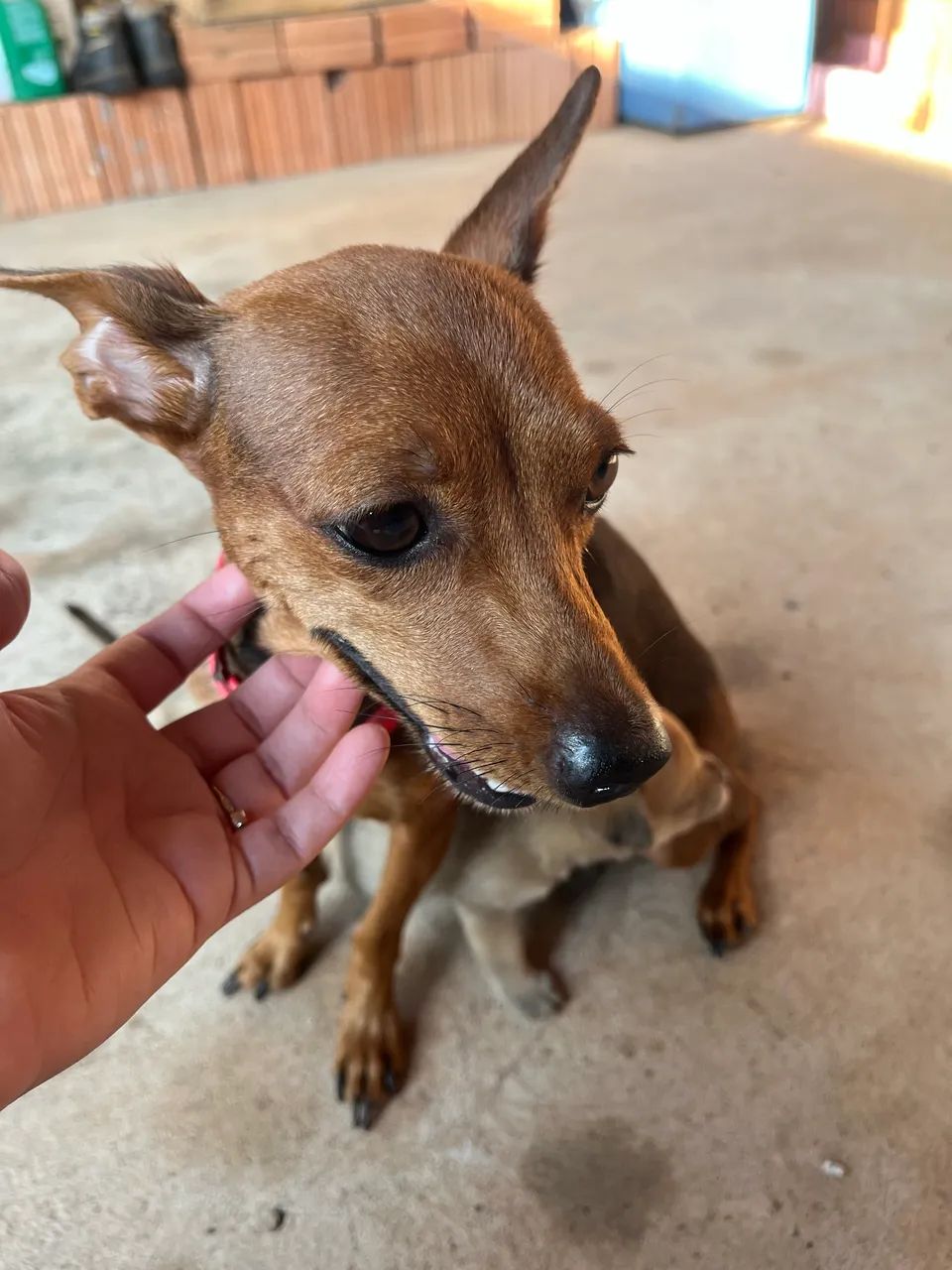 Cachorro  - Foto 2