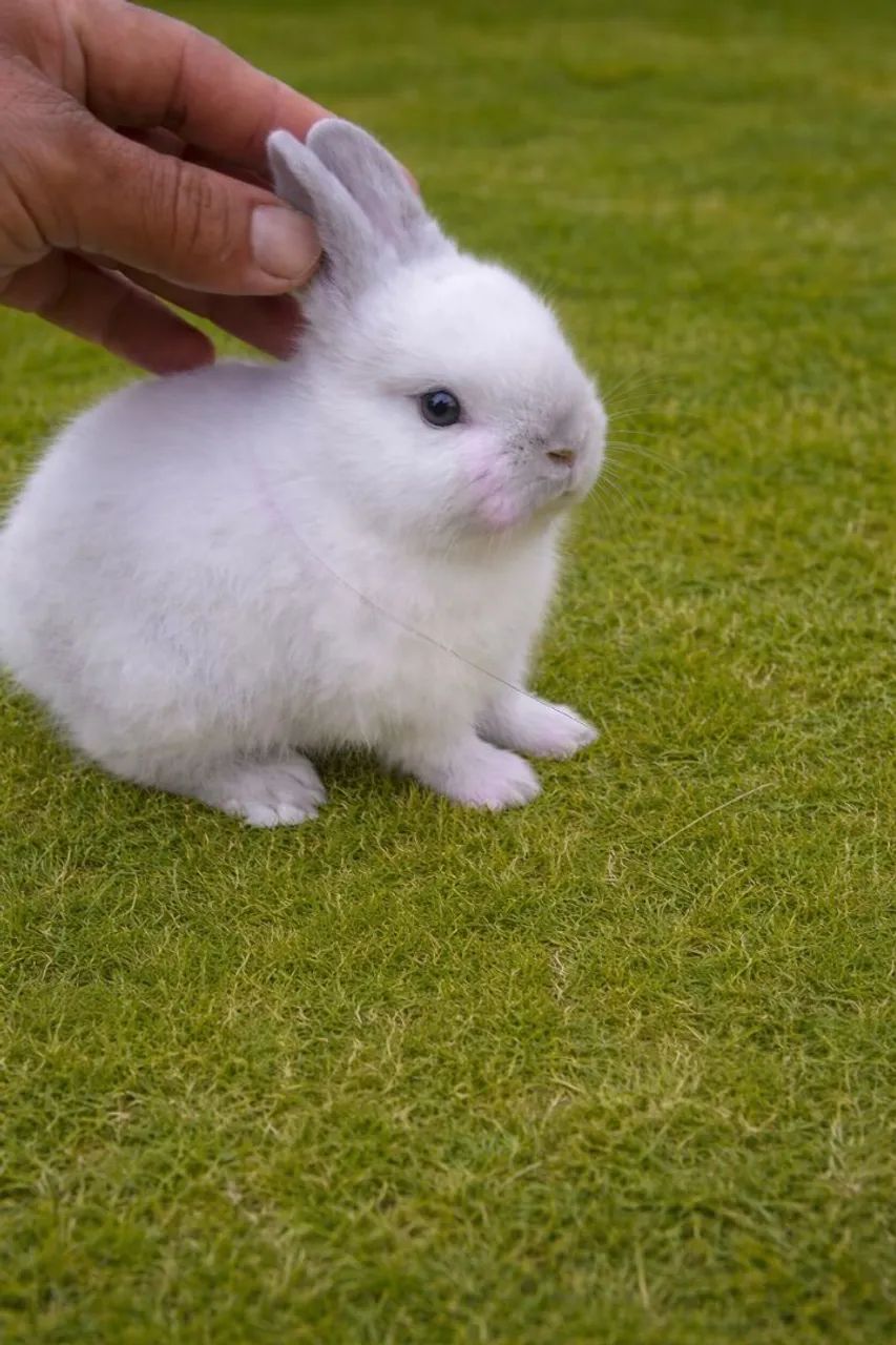 coelho anão netherland dwarf importado - Foto 4