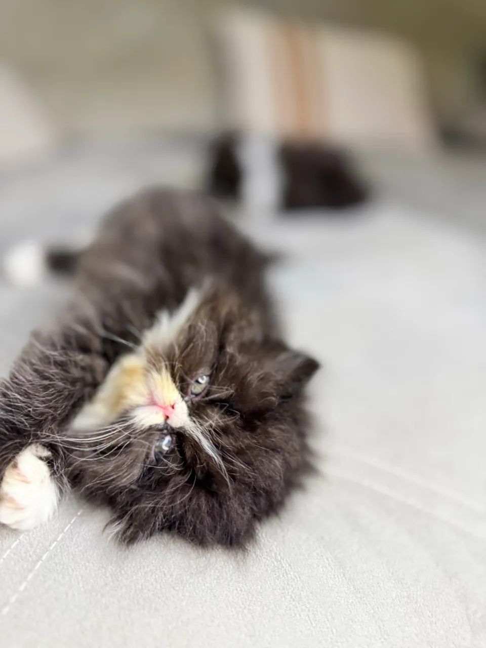 Gato persa - Foto 5