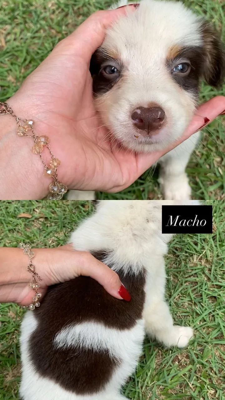 Border Collie - Foto 6