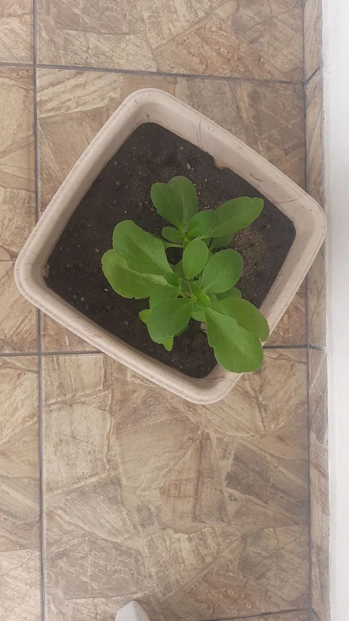 Vaso de Plantas - Foto 2