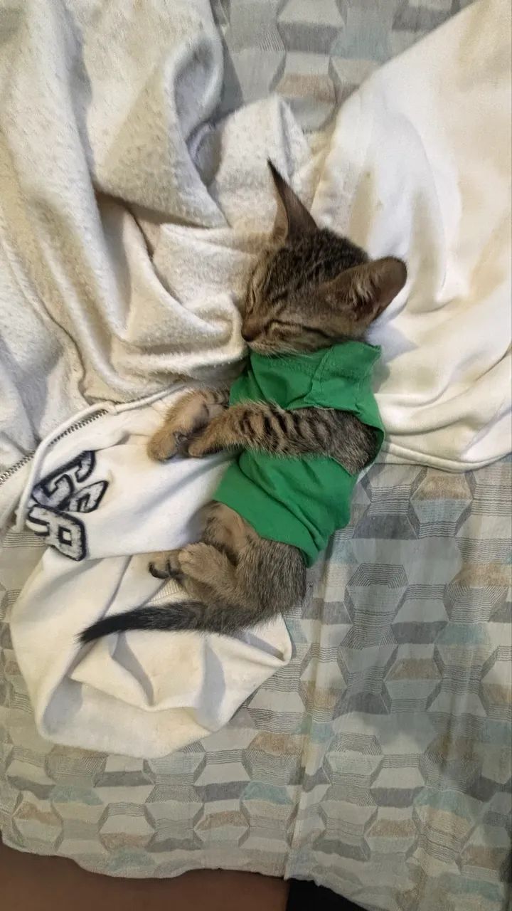 gatinho rajado pra adoção ? - Foto 4