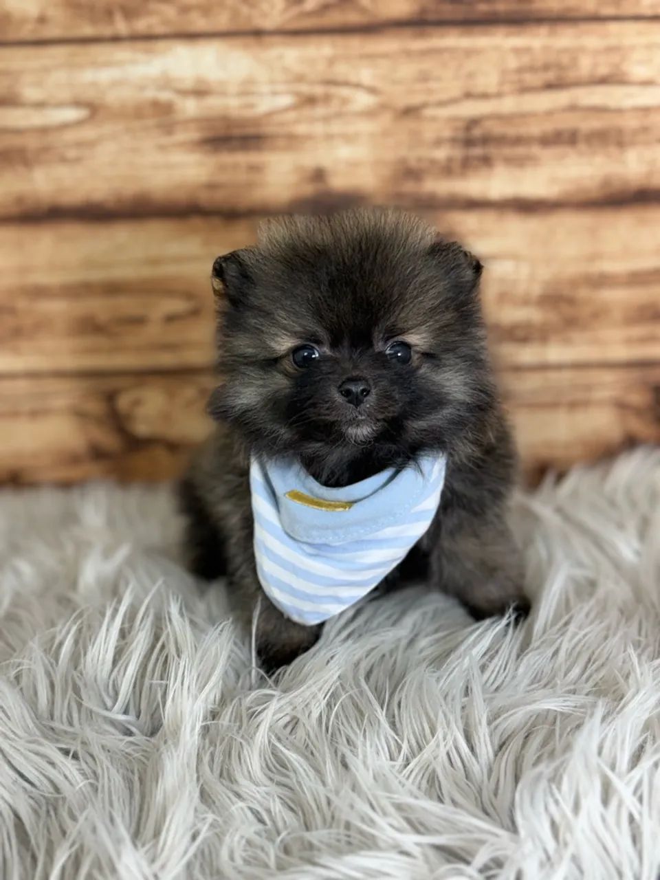 Spitz Alemão Macho  - Foto 2