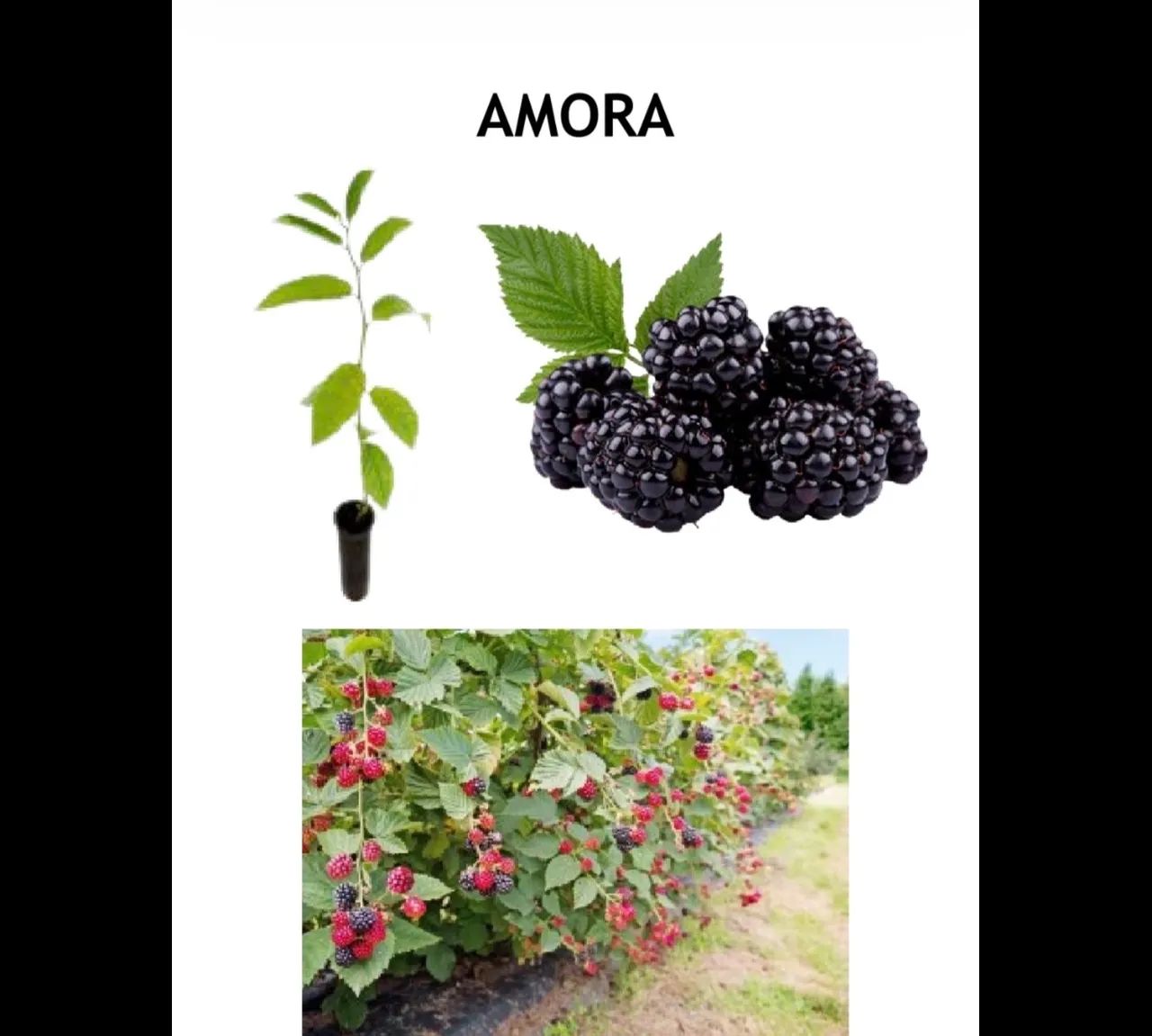 MUDAS FRUTÍFERAS E ORNAMENTAIS  - Foto 4