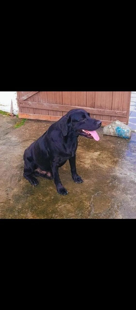 Doação de cachorro  - Foto 3