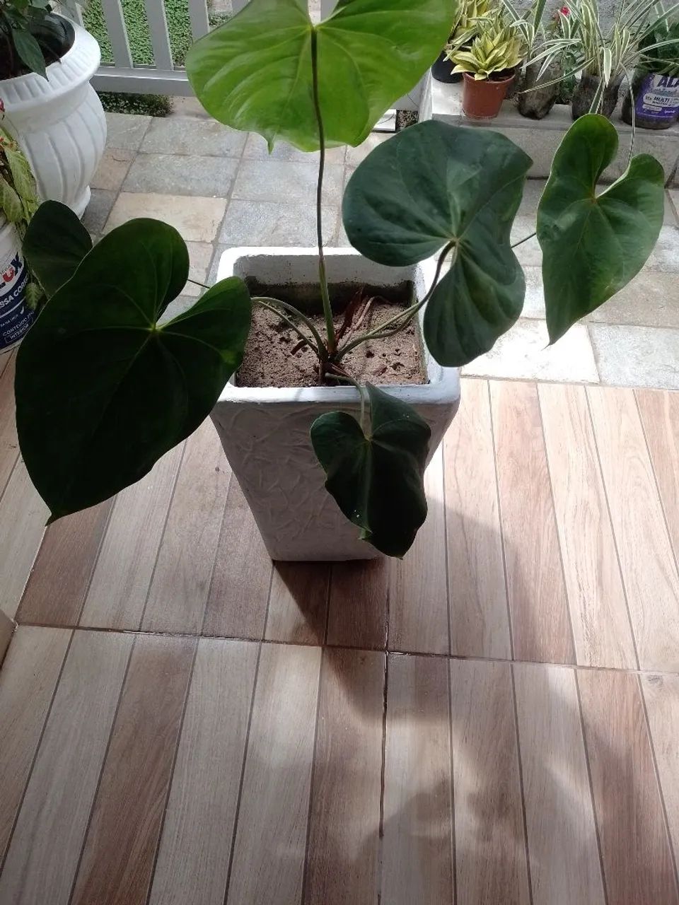 Plantas 