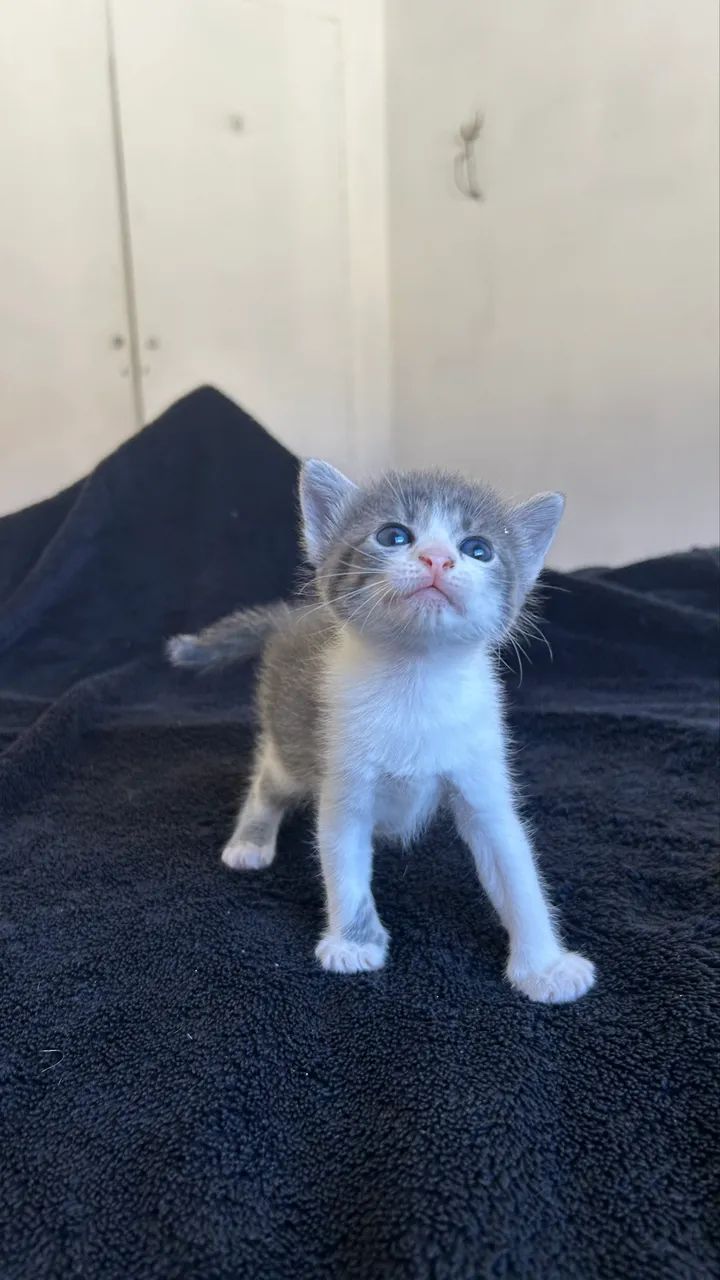 Gatinhos pra adoção  - Foto 5