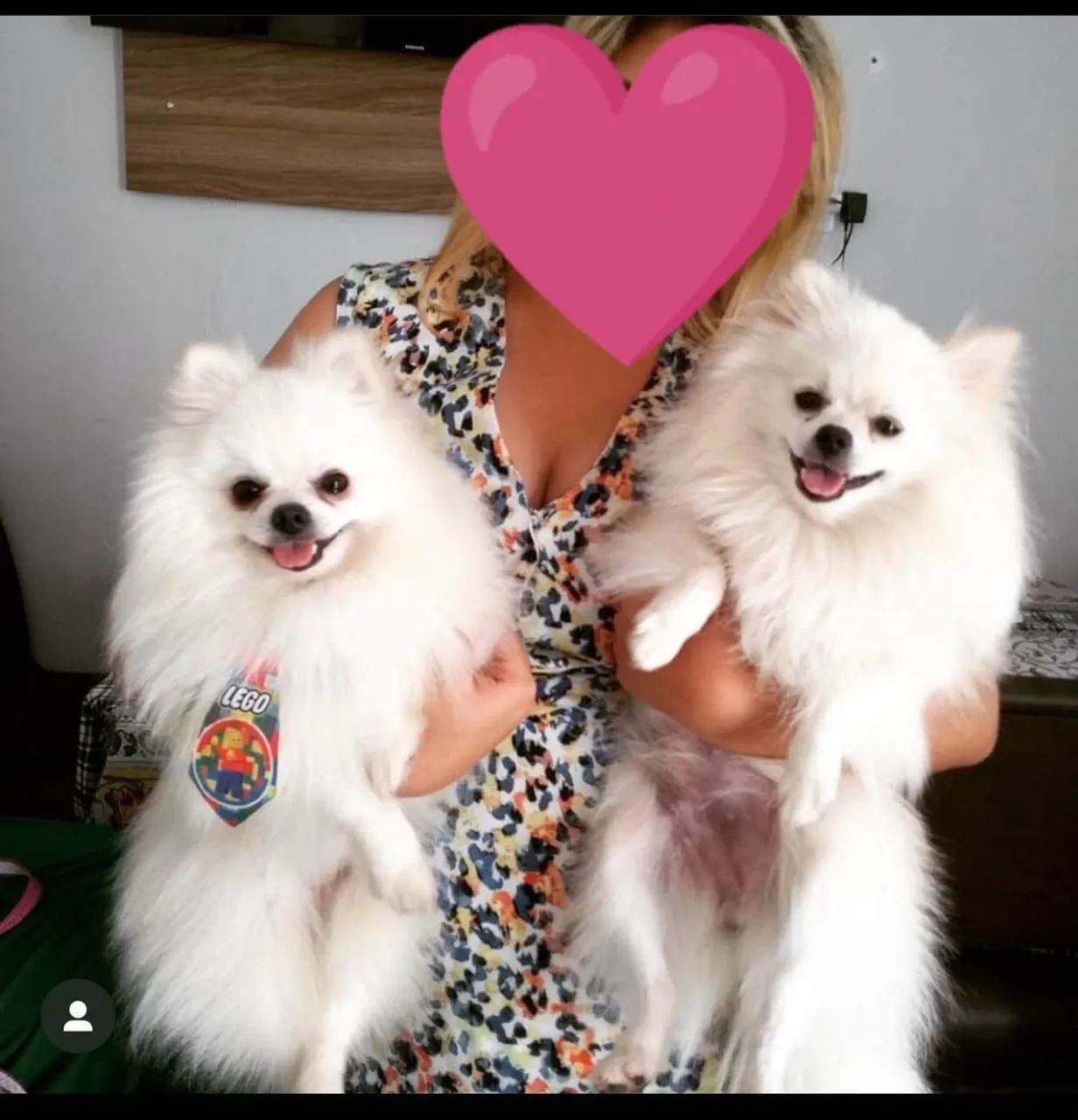 Spitz alemão  - Foto 2