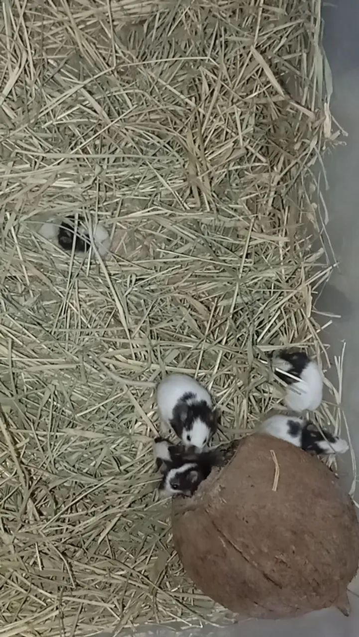 Topolinos legítimo  - Foto 3