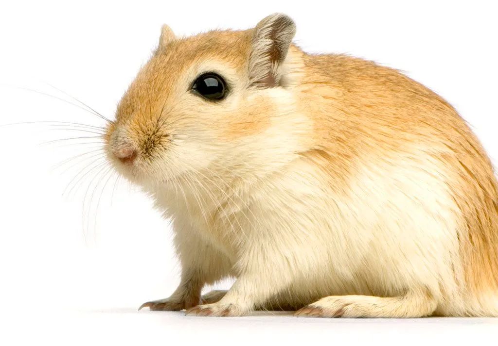 Gerbil( esquilo da magnólia) - Foto 3