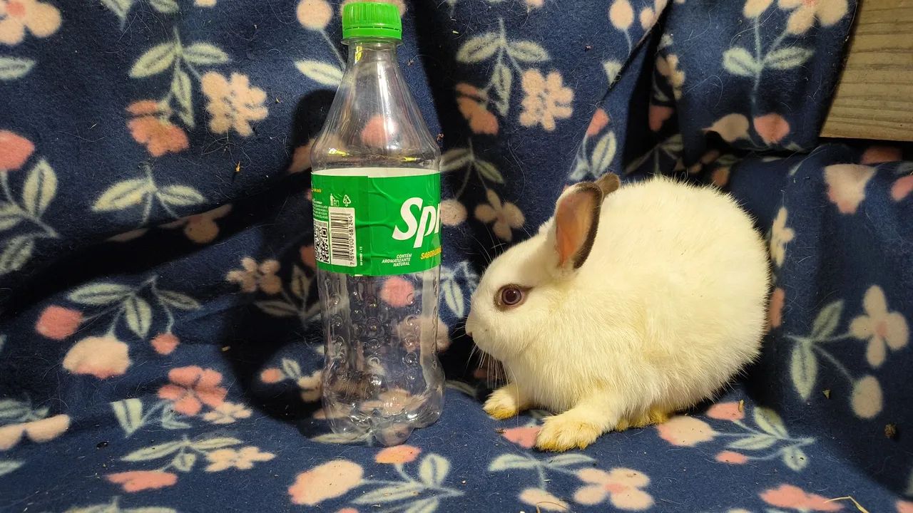 Mini lop Netherland dwarf e skinny pig porquinhos da india  - Foto 3