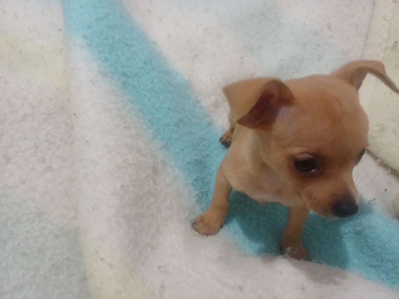 Animais de estimação   - Foto 4