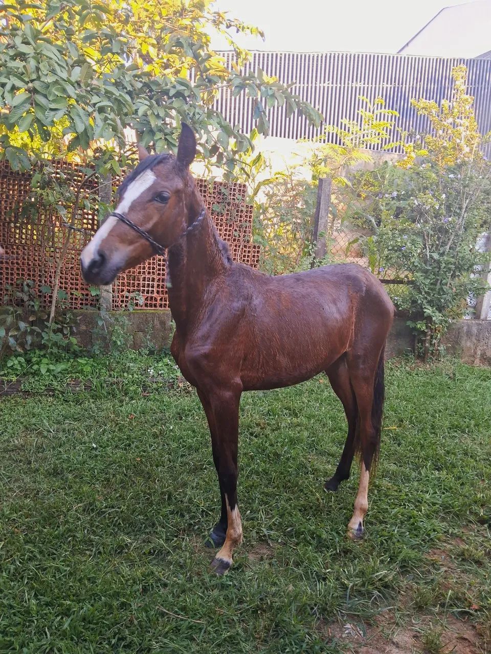 Potra 1 ano e 4 meses MM - Foto 6