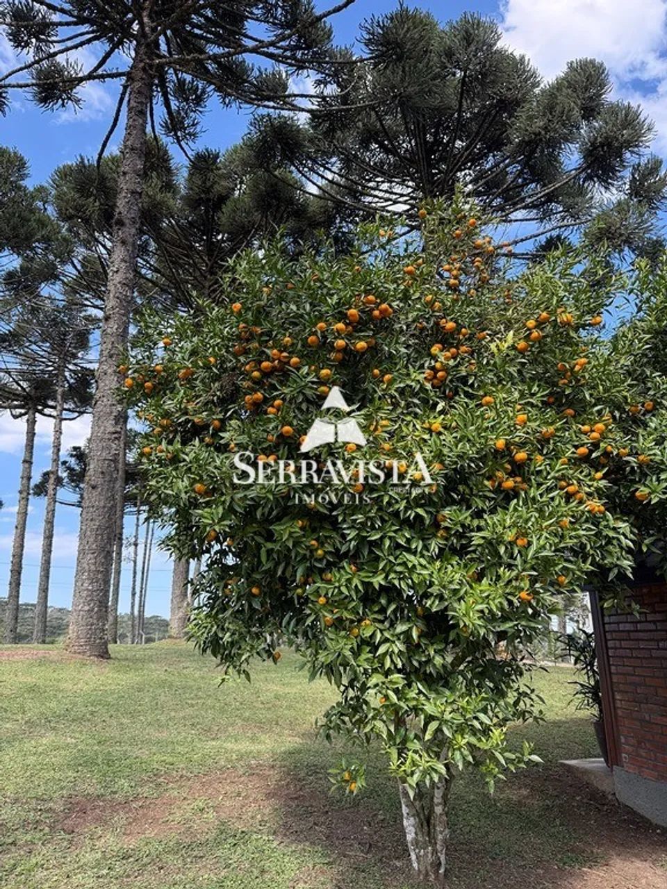 Lindo chalé em Campo Alegre - 2500 m2 - Foto 5