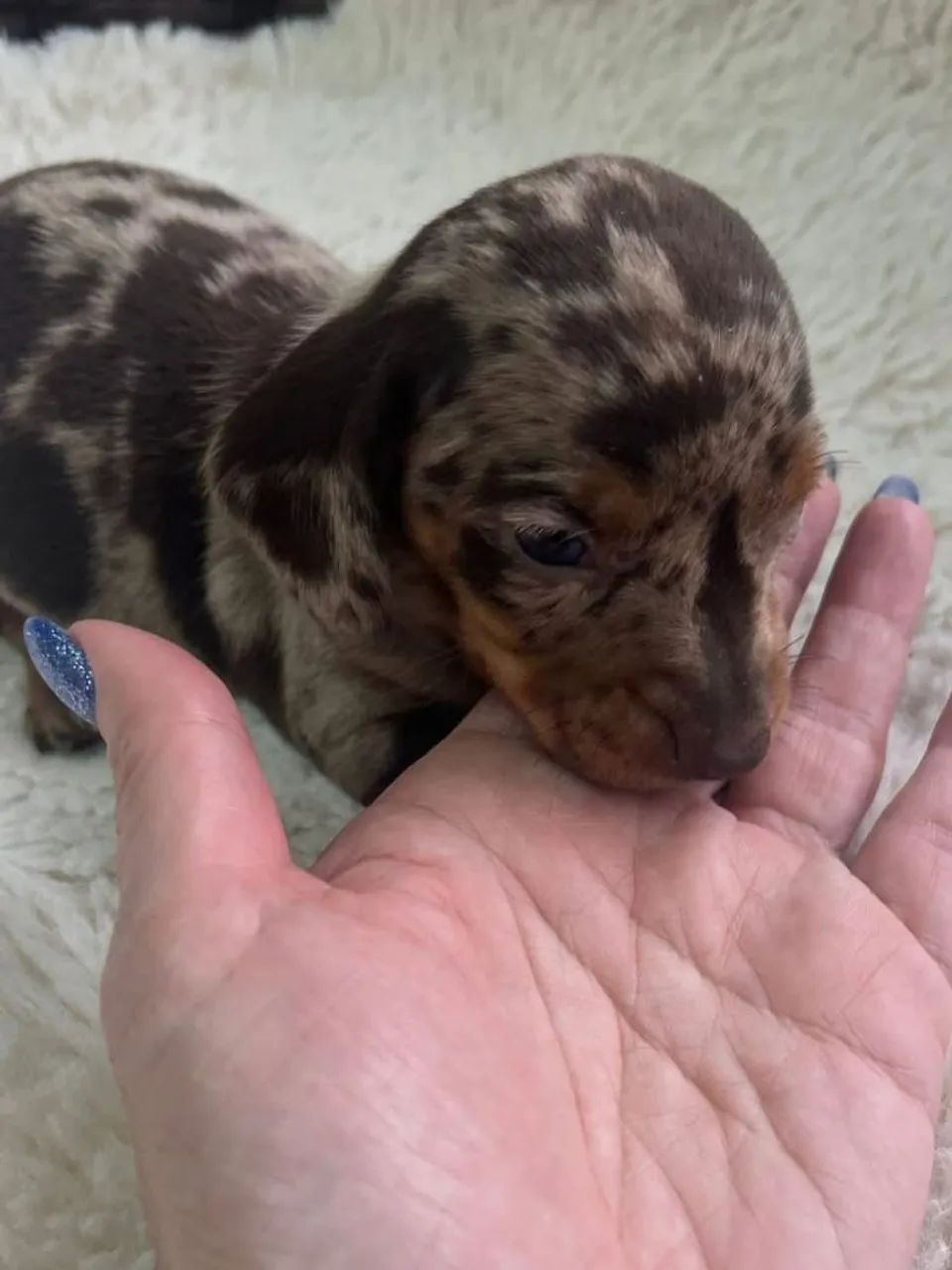 Dachshunds 